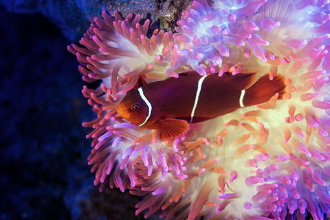 Cairns Aquarium Tour By Twilight With Drink And Appetiser - Holiday Jervis Bay 5