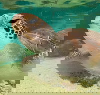 Cairns Aquarium Marine Life Encounter Ticket with 2-Course Lunch - Holiday Jervis Bay