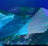 Cairns Aquarium Family Ticket - Holiday Jervis Bay