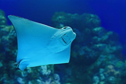 Cairns Aquarium Family Ticket - Holiday Jervis Bay 0