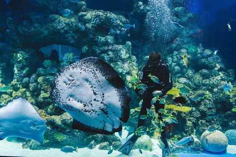 Cairns Aquarium Dive With The Sharks - Holiday Jervis Bay 2