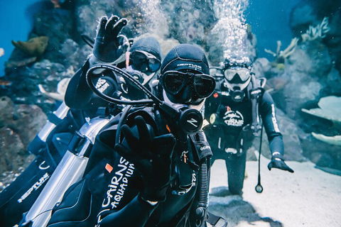 Cairns Aquarium Dive With The Sharks - Holiday Jervis Bay 3