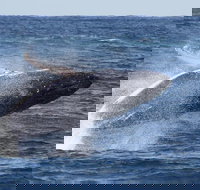 Whale Watching by Sea World Cruises - Holiday Jervis Bay