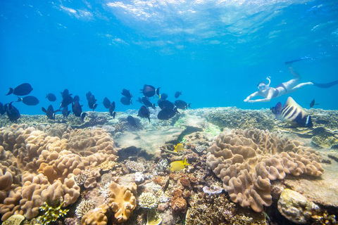 Outer Reef Pontoon Experience From Cairns - Holiday Jervis Bay 4