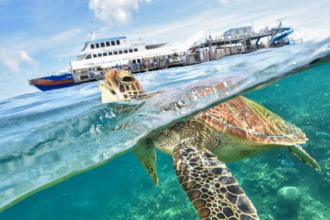 Outer Reef Pontoon Experience From Cairns - Holiday Jervis Bay 5