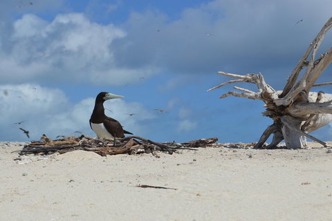 Seastar Luxury Outer Great Barrier Reef Island And Reef Tour From Cairns - Holiday Jervis Bay 1