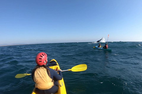 Kayaking With Dolphins In Byron Bay Guided Tour - Holiday Jervis Bay 3