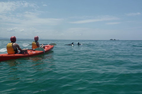 Kayaking With Dolphins In Byron Bay Guided Tour - Holiday Jervis Bay 4