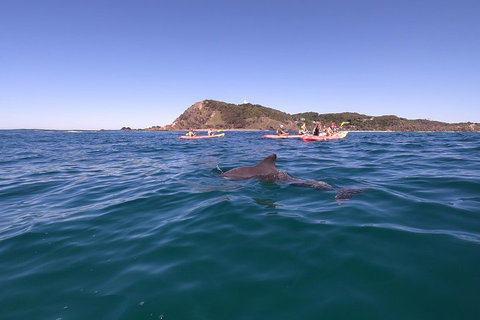 Kayaking With Dolphins In Byron Bay Guided Tour - Holiday Jervis Bay 5