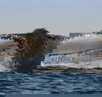 Sydney Whale-Watching Cruise Including Lunch or Breakfast - Holiday Jervis Bay