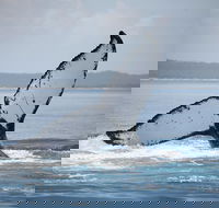 Hervey Bay Whale Watching Cruise