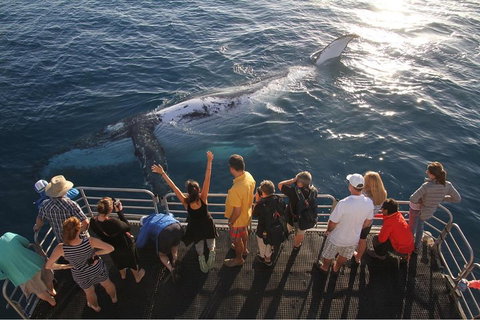 Hervey Bay Whale Watching Cruise - Holiday Jervis Bay 4