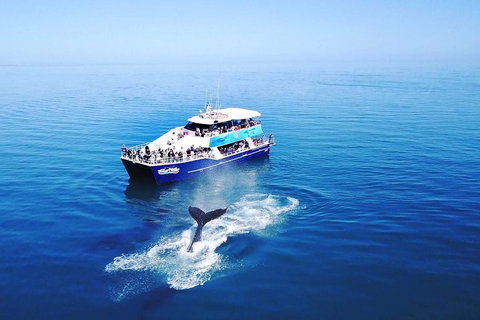 Hervey Bay Whale Watching Cruise - Holiday Jervis Bay 5