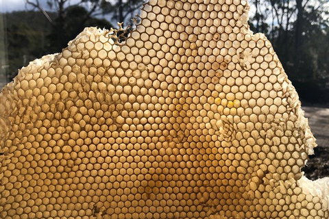 Bruny Island Day Tour, Includes Lunch And Exclusive Lighthouse Tour - Holiday Jervis Bay 1