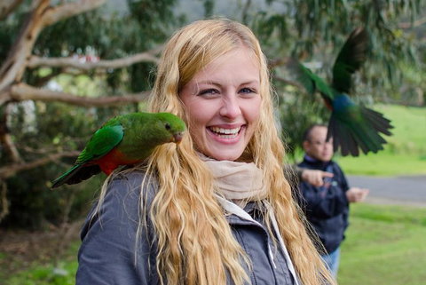 Great Ocean Road Reverse Itinerary With 12 Apostles From Melbourne - Holiday Jervis Bay 0