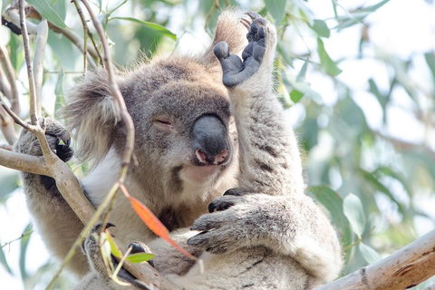 Great Ocean Road Reverse Itinerary With 12 Apostles From Melbourne - Holiday Jervis Bay 1