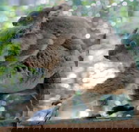 Lone Pine Koala Sanctuary Admission with Brisbane River Cruise - Holiday Jervis Bay