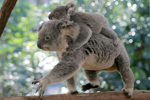 Lone Pine Koala Sanctuary Admission With Brisbane River Cruise - Holiday Jervis Bay 0