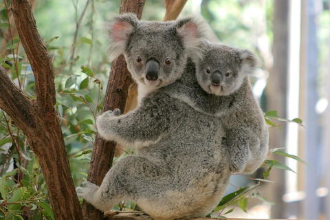 Lone Pine Koala Sanctuary Admission With Brisbane River Cruise - Holiday Jervis Bay 3