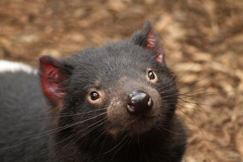 Day Tour In Mt. Field, Mt. Wellington, Bonorong Wildlife Sanctuary And Richmond - Holiday Jervis Bay 4