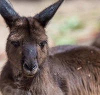 Australian Wildlife Tour at Melbourne Zoo Ticket - Holiday Jervis Bay