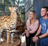 African Cat Encounter at Werribee Open Range Zoo - Holiday Jervis Bay