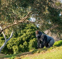 Early Morning Savannah Experience - Holiday Jervis Bay