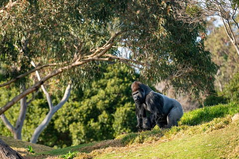 Early Morning Savannah Experience - Holiday Jervis Bay 0