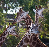 Werribee Open Range Zoo General Admission Ticket - Holiday Jervis Bay