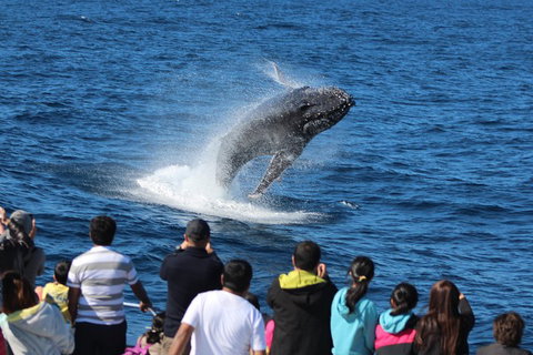 Tangalooma Island Resort Whale Watching Day Cruise - Holiday Jervis Bay 0