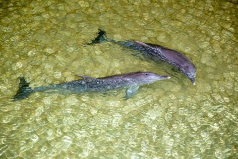 Tangalooma Island Resort Whale Watching Day Cruise With Dolphin Viewing - Holiday Jervis Bay 0