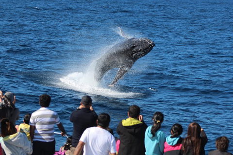 Tangalooma Island Resort Whale Watching Day Cruise With Dolphin Viewing - Holiday Jervis Bay 1
