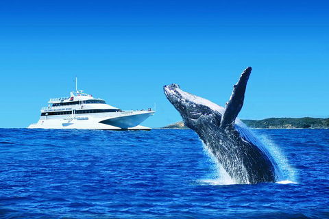 Tangalooma Island Resort Whale Watching Day Cruise With Dolphin Viewing - Holiday Jervis Bay 2