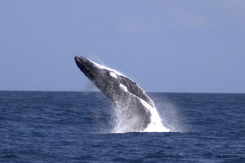 Tangalooma Island Resort Whale Watching Day Cruise With Dolphin Viewing - Holiday Jervis Bay 4
