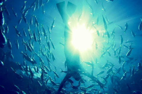2-Day Whitsundays Sailing Adventure: SV Whitehaven - Holiday Jervis Bay 1