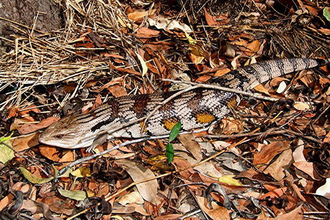 Hartley's Crocodile Adventures General Entry Ticket - Holiday Jervis Bay 5