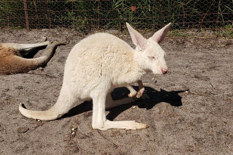 Very Best Of Perth Tour - Wildlife Park & City Highlights Tour - Holiday Jervis Bay 3