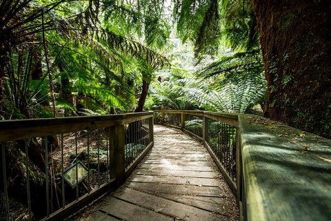 Small-Group Great Ocean Road Experience And Surf Coast Tour - Holiday Jervis Bay 1