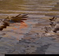 Litchfield and Jumping Crocodiles Full Day Trip from Darwin - Holiday Jervis Bay