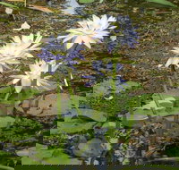 Yellow Water Cruise - Kakadu - Holiday Jervis Bay