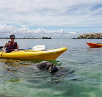 Seal Island and Penguin Island or Point Peron Sea Kayak Tour - Holiday Jervis Bay