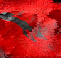 Small-Group Kangaroo Island 4WD Night Tour - Holiday Jervis Bay