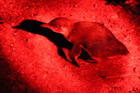 Small-Group Kangaroo Island 4WD Night Tour - Holiday Jervis Bay 0