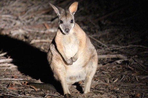 Small-Group Kangaroo Island 4WD Night Tour - Holiday Jervis Bay 3