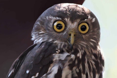 Small-Group Kangaroo Island 4WD Night Tour - Holiday Jervis Bay 4