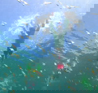 Manly Snorkel Trip and Nature Walk with Local Guide - Holiday Jervis Bay