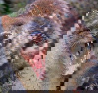 After Dark Tasmanian Devil Feeding Tour at Cradle Mountain - Holiday Jervis Bay