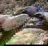 Day Keeper Tour - Holiday Jervis Bay