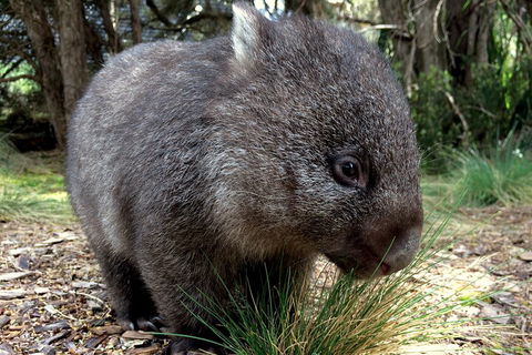 Day Keeper Tour - Holiday Jervis Bay 5