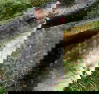 1-Hour Tasmanian Devil Feeding Day Tour at Cradle Mountain - Holiday Jervis Bay